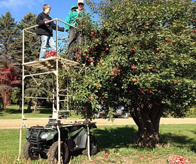 TT Apple Tree IMG_1789 2