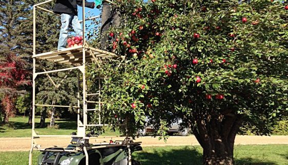 TT Apple Tree IMG_1789 2