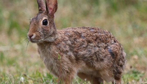 bunny-9605962sm