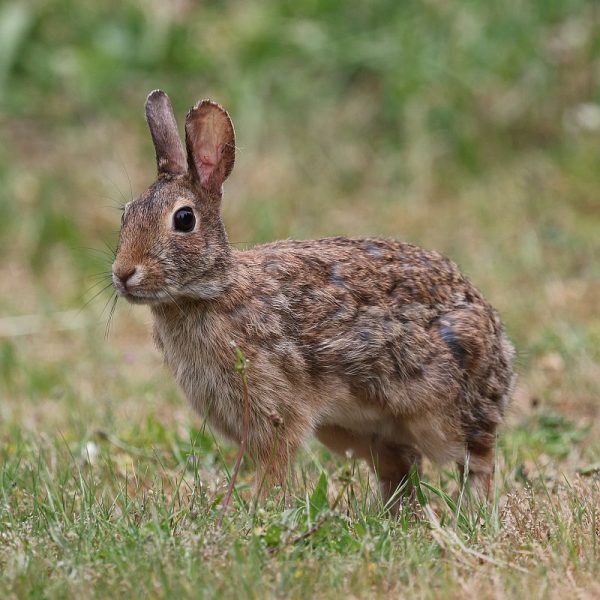 bunny-9605962sm bunny-9605962sm